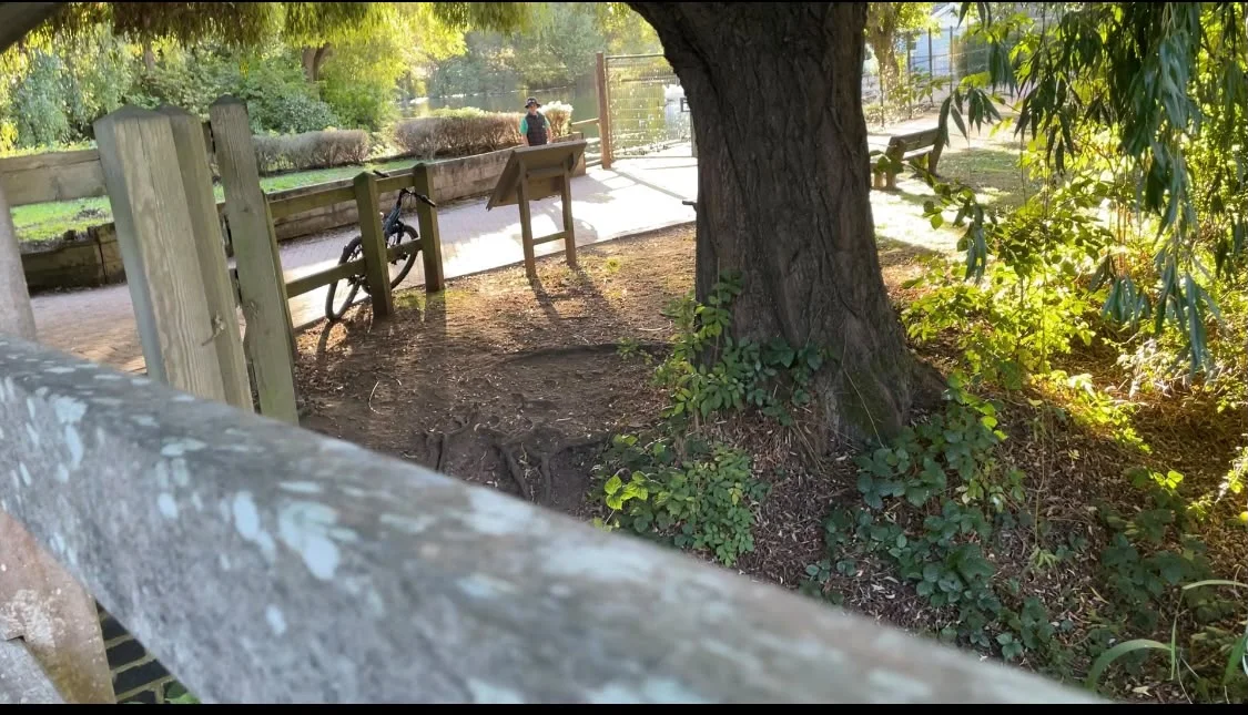 Looking through a gap in a wooden fence past a large tree trunk towards a paved path, a parked bicycle, an information board and a person standing by water in the background